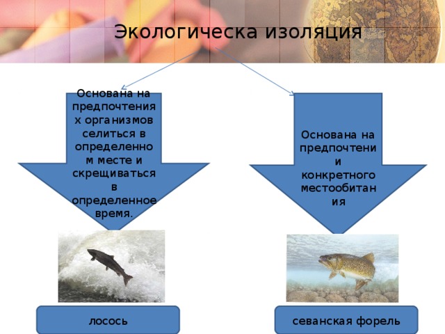 Экологическа изоляция Основана на предпочтениях организмов селиться в определенном месте и скрещиваться в определенное время. Основана на предпочтении конкретного местообитания лосось севанская форель 7 