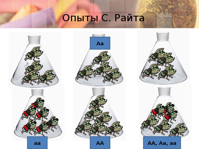 Опыты С. Райта Аа аа АА АА, Аа, аа  