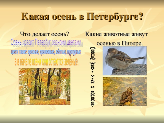 Какая осень в Петербурге ? Что делает осень ? Какие животные живут осенью в Питере. 