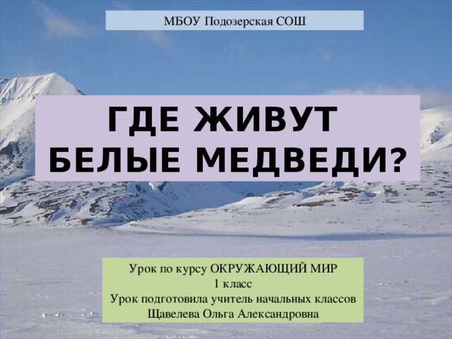 МБОУ Подозерская СОШ ГДЕ ЖИВУТ БЕЛЫЕ МЕДВЕДИ? Урок по курсу ОКРУЖАЮЩИЙ МИР 1 класс Урок подготовила учитель начальных классов Щавелева Ольга Александровна 