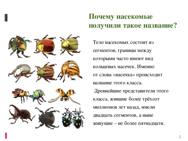 Презентация для детей насекомые