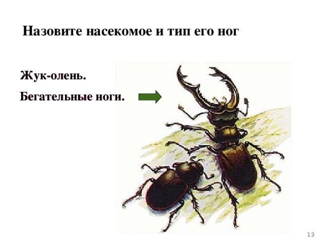 На рисунке изображен жук. Жук олень Тип конечностей. Назовите насекомое и Тип его ног. Бегательные конечности жука оленя. Тип конечностей у Жуков.