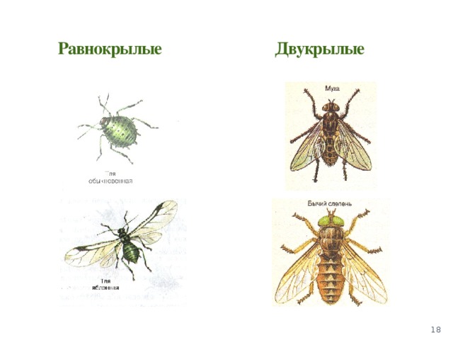 Двукрылые примеры