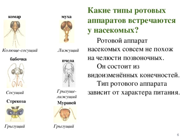 Типы ротовых аппаратов насекомых