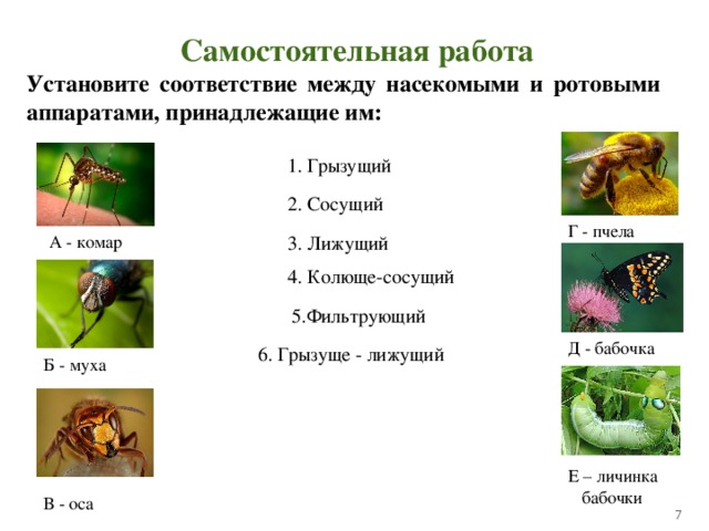 Установите соответствие между насекомыми. Роль насекомых в экосистемах. Установите соответствие между насекомыми и их личинками. Насекомые и личинки соответствие. Установите соответствие между насекомым и отрядом.