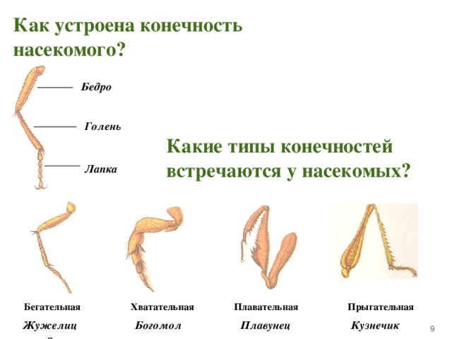 Какими цифрами на рисунке обозначены соответственно прыгательная и копательная конечности насекомых