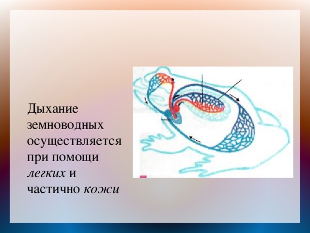  Дыхание земноводных осуществляется при помощи легких и частично кожи   