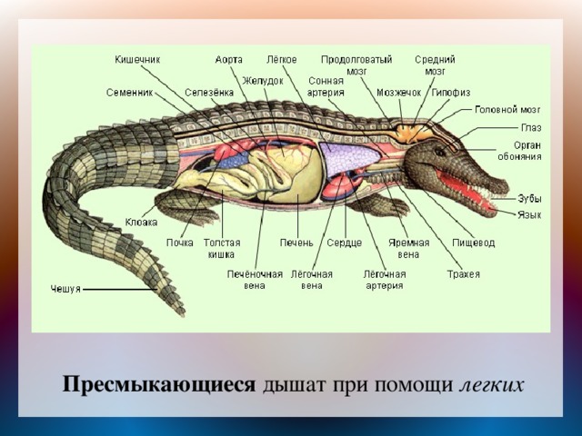 Если у животного имеются органы дыхания изображенные на рисунке то для этого животного вероятнее