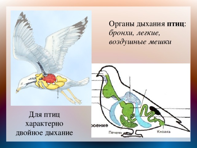 Дыхание птиц схема