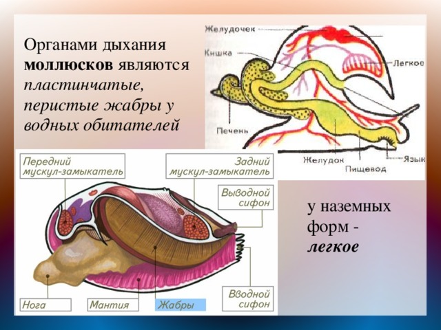 Если у животного имеются органы дыхания изображенные на рисунке то для этого животного вероятнее