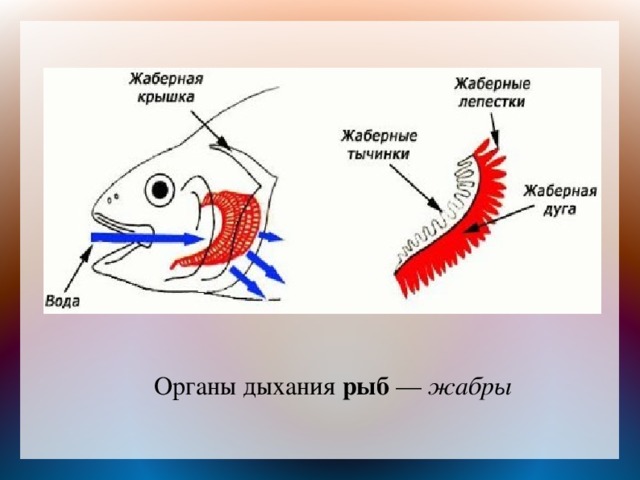 Органы дыхания рыб — жабры  