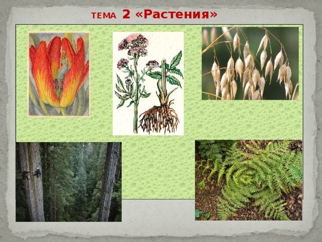 ТЕМА 2 «Растения» 