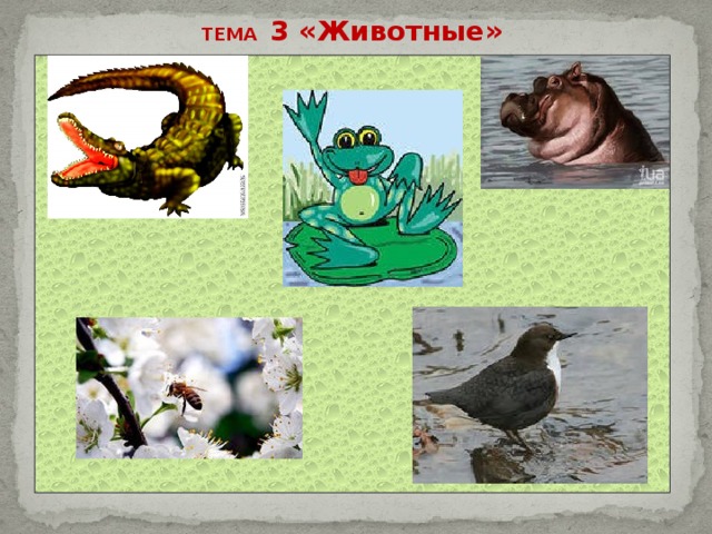 ТЕМА 3 «Животные» 