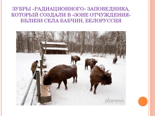 Зубры «радиационного» заповедника, который создали в «зоне отчуждения» вблизи села Бабчин, Белоруссия 