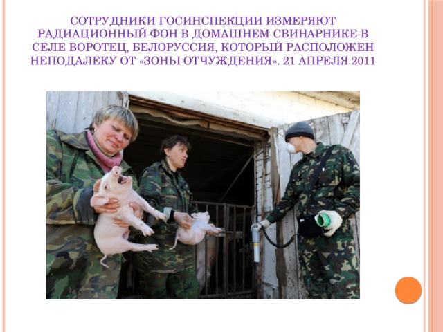Сотрудники госинспекции измеряют радиационный фон в домашнем свинарнике в селе Воротец, Белоруссия, который расположен неподалеку от «зоны отчуждения». 21 апреля 2011 