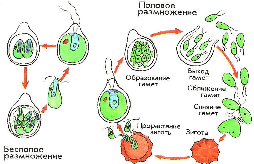 Размножение одноклеточных водорослей хламидомонада. Размножение хламидомонады схема. Половое размножение водорослей. Половое размножение растений цикл.