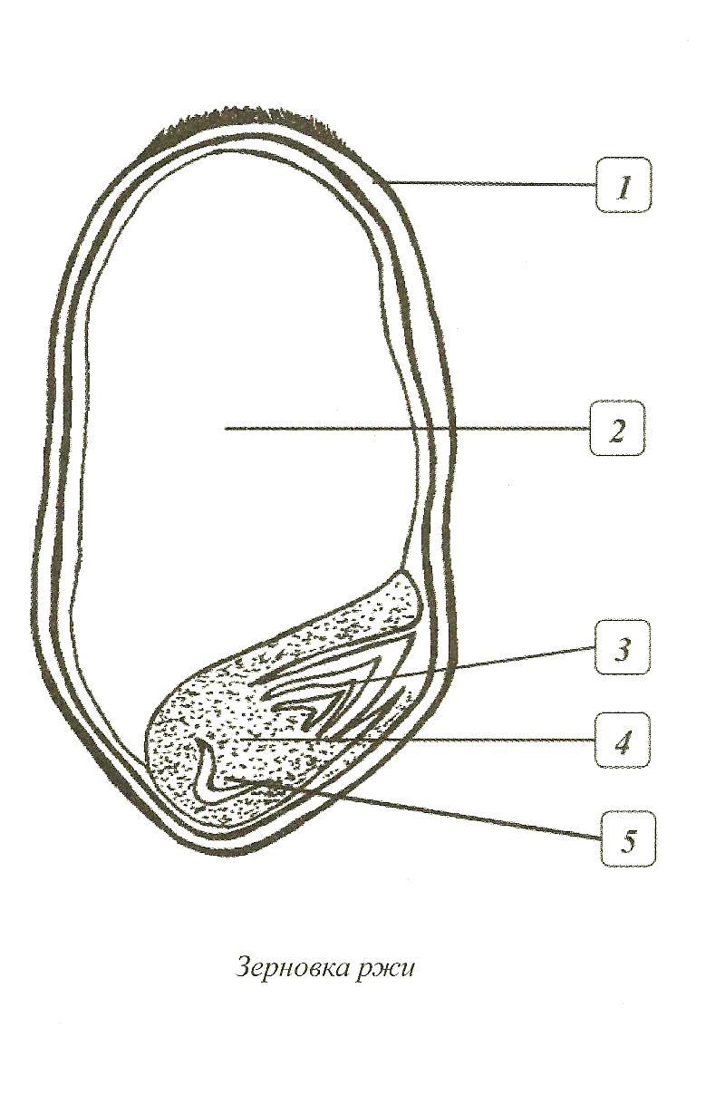 Зерновка рисунок биология