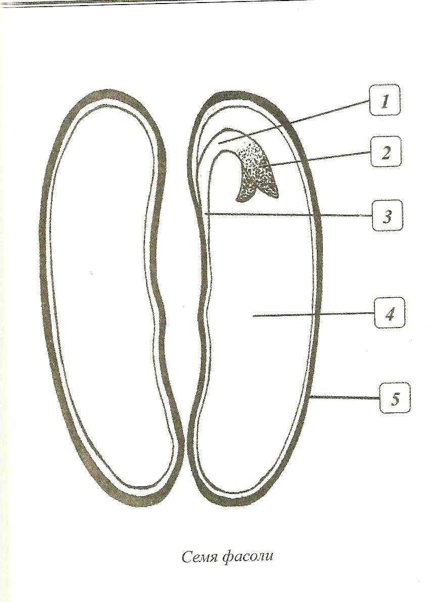 Заполни схему семя. Рис строение семени фасоли. Нарисовать строение семени фасоли. Строение семени фасоли рисунок. Семена фасоли строение.