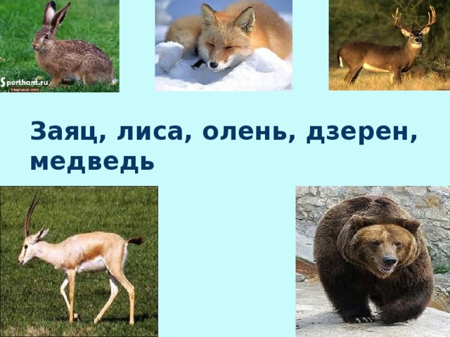 Заяц, лиса, олень, дзерен, медведь  