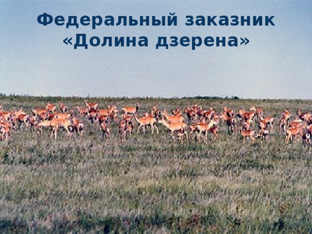 Федеральный заказник «Долина дзерена» 