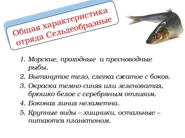 Внутреннее строение сельдеобразных рыб. Признаки отряда сельдеобразные. Сельдеобразные представители 7 класс биология. Сельдеобразные характеристика. Особенности внешнего строения сельдеобразных.
