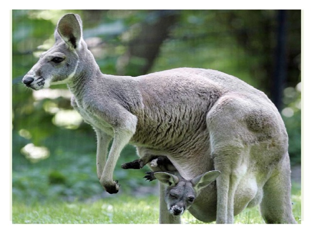  Тяжёлую сумку  Таскает пыхтя,  А в сумке пригрелось  Родное дитя.   