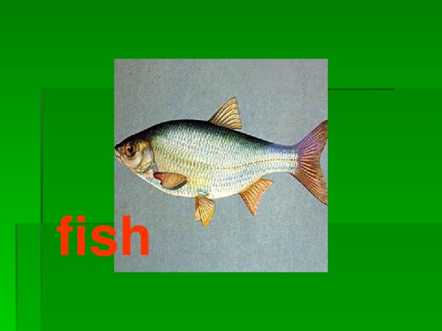 fish 