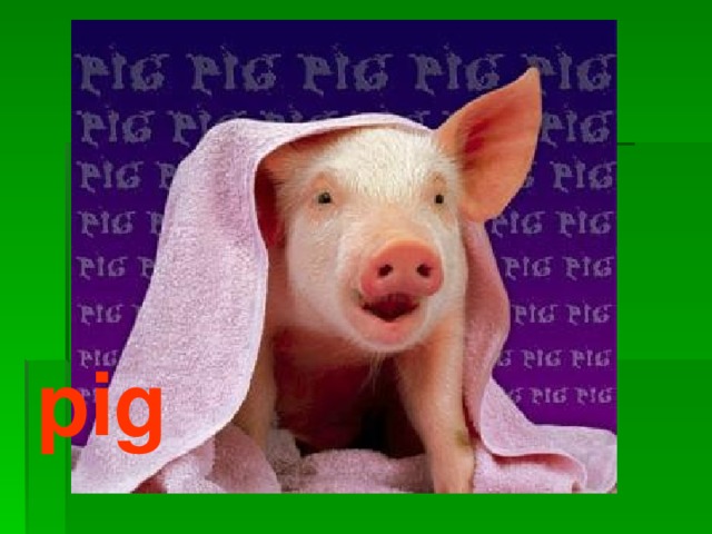 pig 