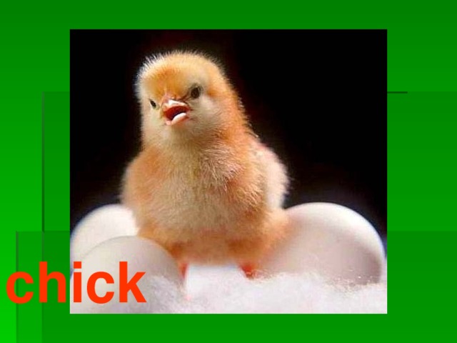 chick 