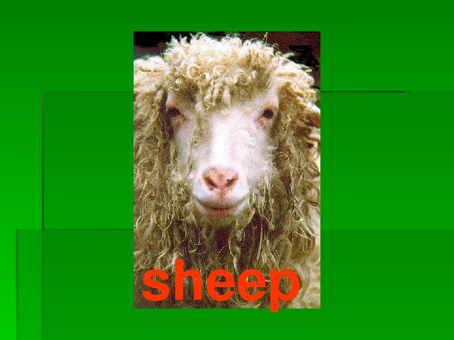 sheep 