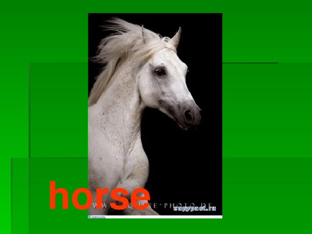 horse 