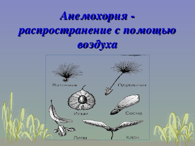 Растения распространение водой. Анемохорные растения примеры. Распространение с помощью ветра. Анемохория характерна для. Анемохория распространение семян.