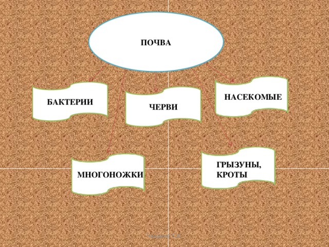 ПОЧВА БАКТЕРИИ ЧЕРВИ НАСЕКОМЫЕ ГРЫЗУНЫ, КРОТЫ МНОГОНОЖКИ Чащина Т.И.  