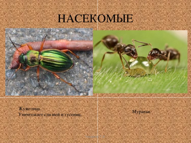 НАСЕКОМЫЕ Жужелица. Уничтожает слизней и гусениц . Муравьи. Чащина Т.И. 