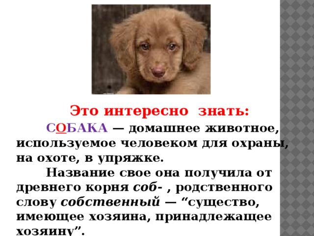  Это интересно знать:   С О БАКА — домашнее животное, используемое человеком для охраны, на охоте, в упряжке.  Название свое она получила от древнего корня соб- , родственного слову собственный — “существо, имеющее хозяина, принадлежащее хозяину”.   