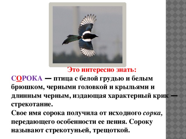 Почему сорок. Характерные признаки сороки. Почему назвали сорока. Кличка для сороки. Сорока происхождение названия.