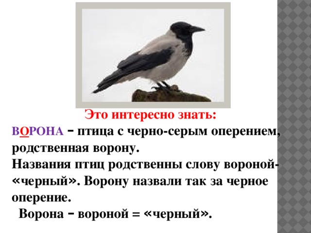 Птица с черным и серым оперением. Ворона птиц назвали так за. Птица черно с серым оперением похожая на ворону. Подобрать слово ворона