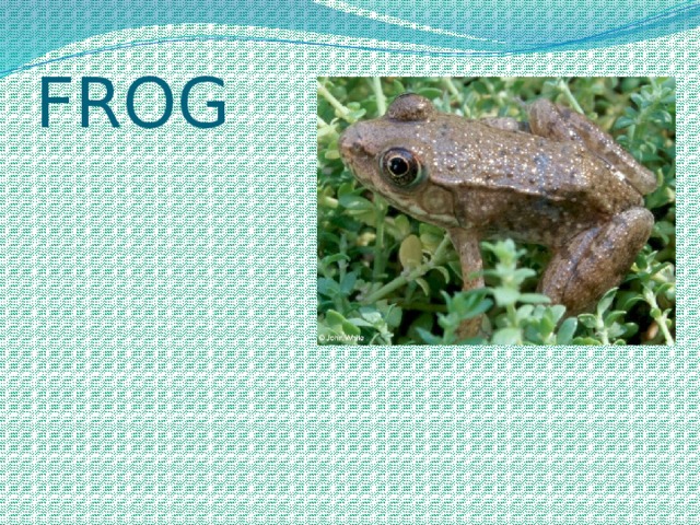 FROG 