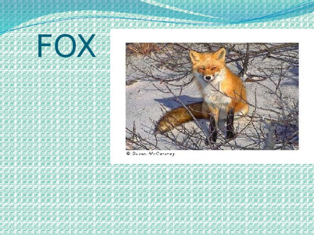  FOX 