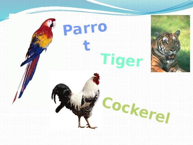 Parrot Tiger Cockerel 