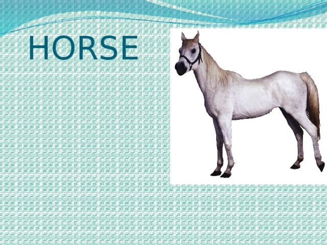  HORSE 