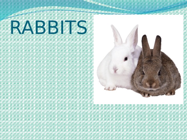 RABBITS 