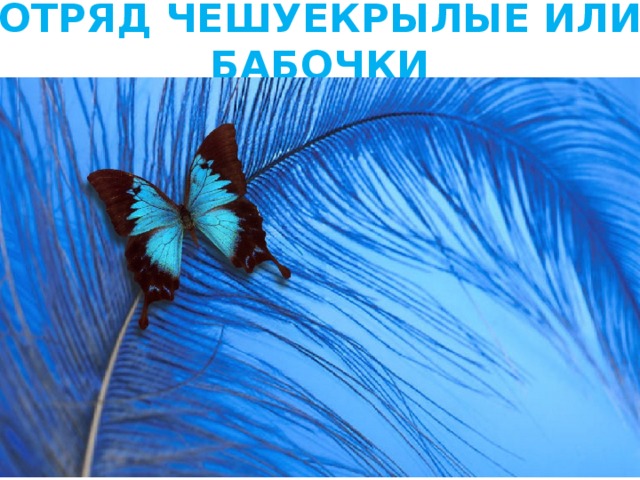 ОТРЯД ЧЕШУЕКРЫЛЫЕ ИЛИ БАБОЧКИ 