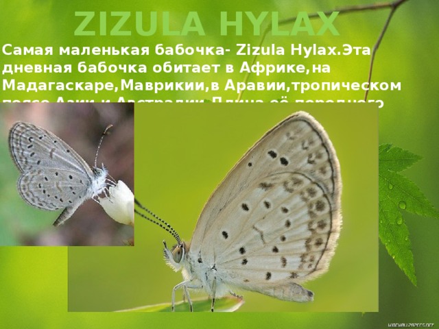 ZIZULA HYLAX Самая маленькая бабочка- Zizula Hylax.Эта дневная бабочка обитает в Африке,на Мадагаскаре,Маврикии,в Аравии,тропическом поясе Азии и Австралии.Длина её переднего крыла всего 6 миллиметров 