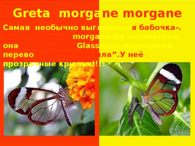 Greta morga ne morgane Самая необычно выглядяща я бабочка-. Greta morgane morgane.На английском она называется Glasswing,примерный перево д: -”стеклокрыла”.У неё прозрачные крылья!!!! 