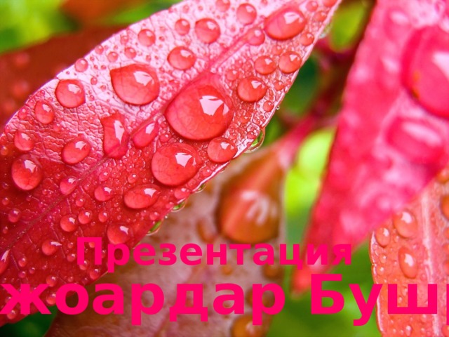  Презентация   Джоардар Бушры 