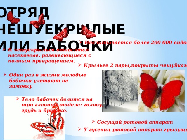 ОТРЯД ЧЕШУЕКРЫЛЫЕ  ИЛИ БАБОЧКИ Насчитывается более 200 000 видов. К чешуекрылым относятся насекомые, развивающиеся с полным превращением. Крыльев 2 пары,покрыты чешуйками Один раз в жизни молодые бабочки улетают на зимовку Тело бабочек делится на три главных отдела: голову, грудь и брюшко. Сосущий ротовой аппарат У гусениц ротовой аппарат грызущий 