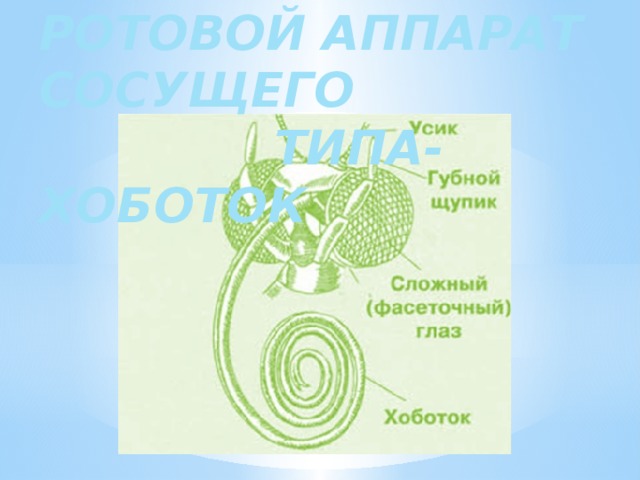 РОТОВОЙ АППАРАТ СОСУЩЕГО  ТИПА-ХОБОТОК  