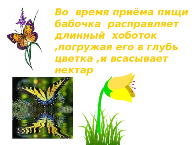 Во время приёма пищи бабочка расправляет длинный хоботок ,погружая его в глубь цветка ,и всасывает нектар 