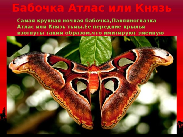 Бабочка Атлас или Князь Самая крупная ночная бабочка,Павлиноглазка Атлас или Князь тьмы.Её передние крылья изогнуты таким образом,что имитируют змеиную голову-это отпугивает врагов. 